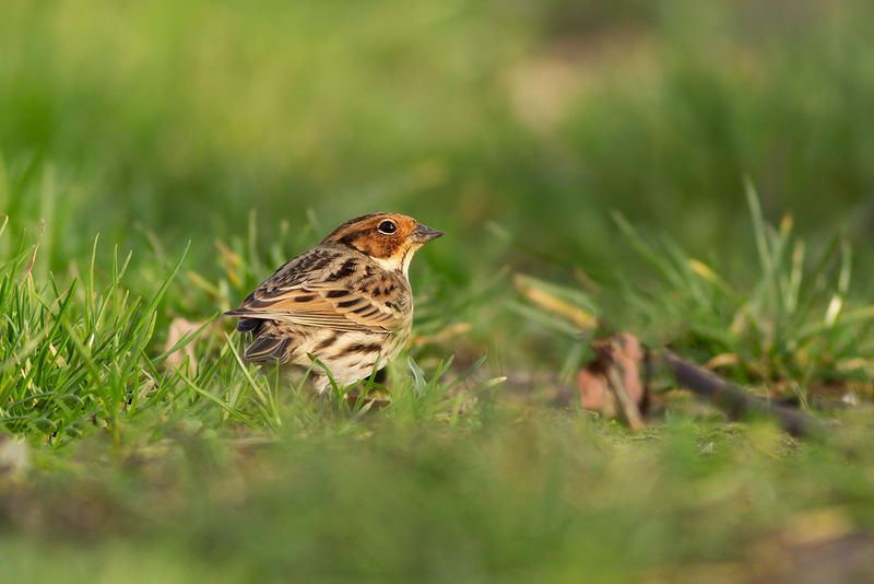 Dwerggors / Little Bunting
