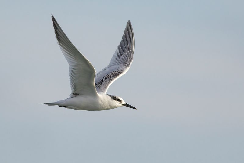 Grote Stern / Sandwich Tern