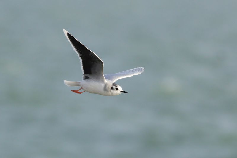 Dwergmeeuw / Little Gull