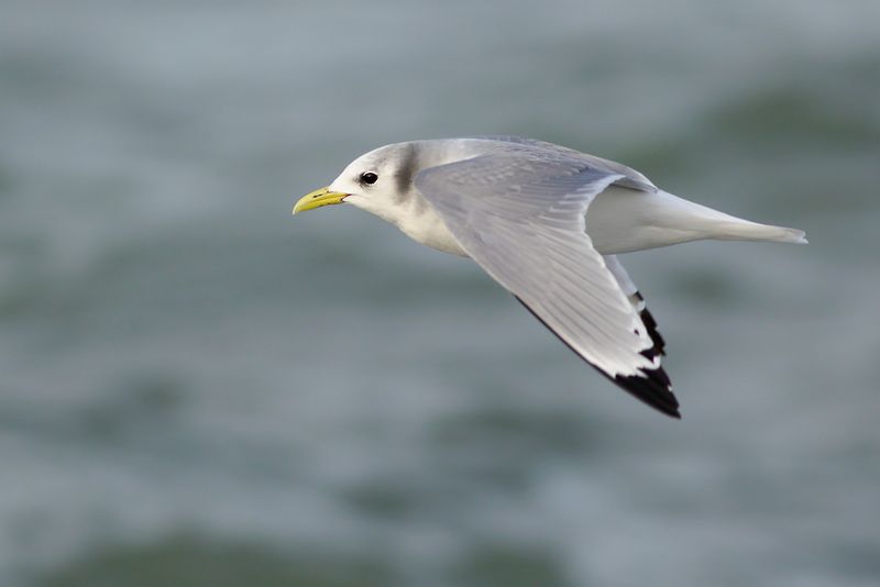 Drieteenmeeuw / Black-legged Kittiwake