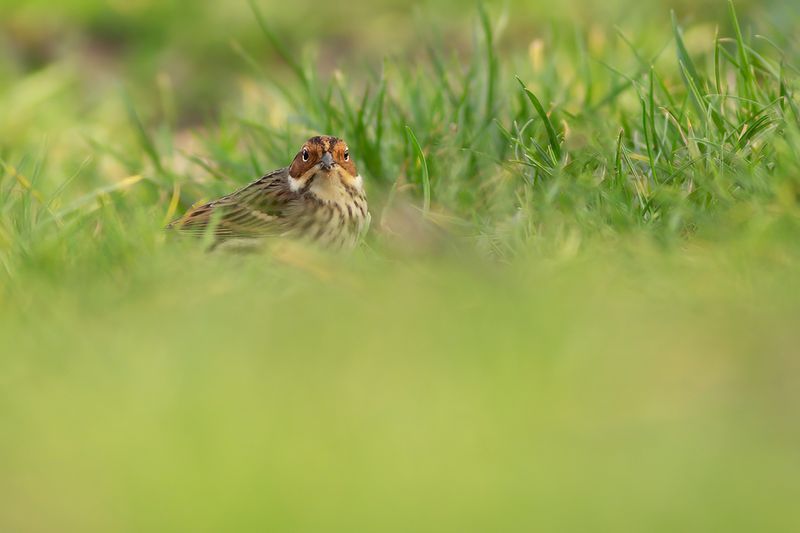 Dwerggors / Little Bunting