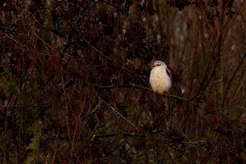 Grijze Wouw / Black-shouldered Kite