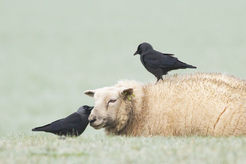 Kauw / Eurasian Jackdaw