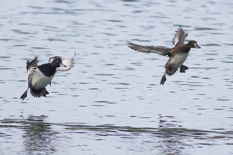 Kuifeenden / Tufted Ducks