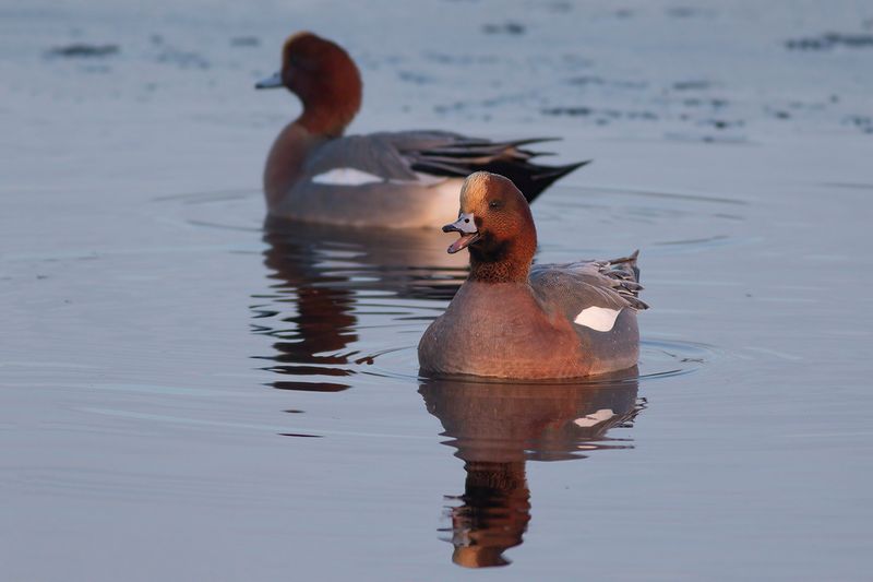 Smient / Eurasian Wigeon