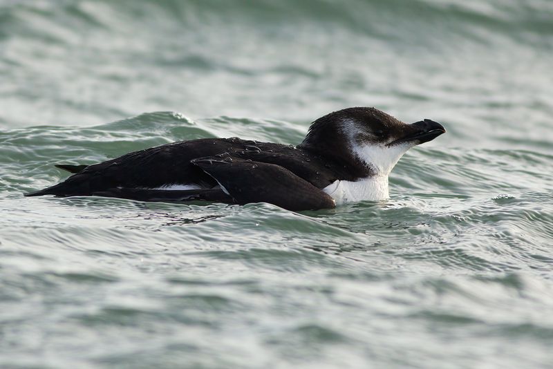 Alk / Razorbill