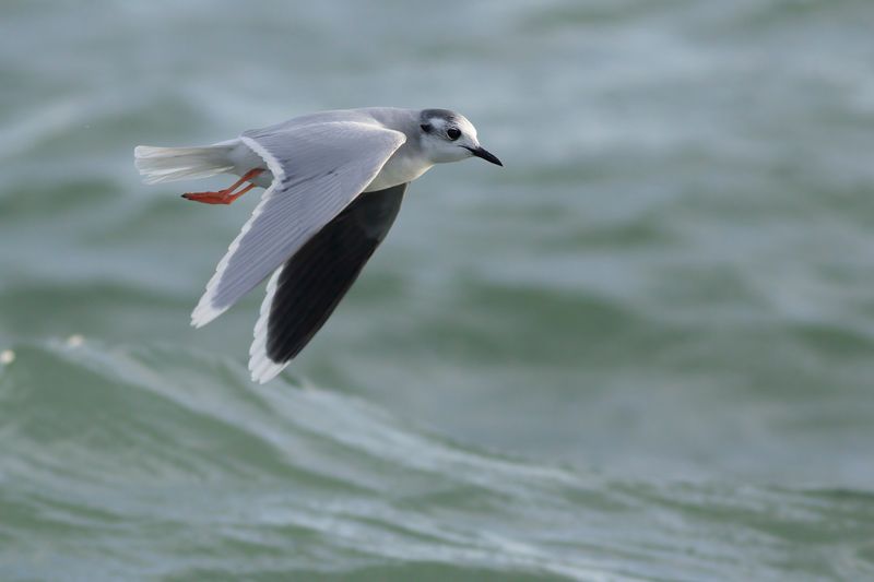 Dwergmeeuw / Little Gull