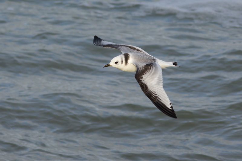 Drieteenmeeuw / Black-legged Kittiwake