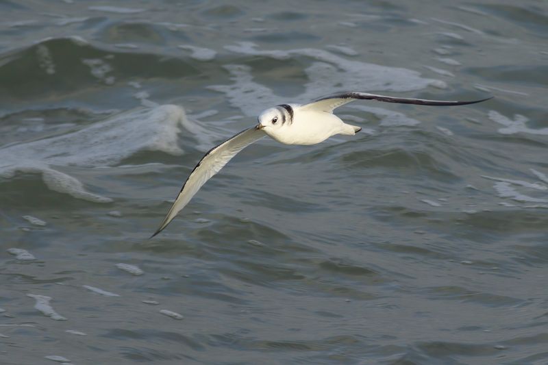 Drieteenmeeuw / Black-legged Kittiwake