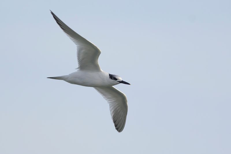 Grote Stern / Sandwich Tern