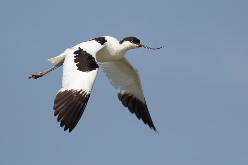 Kluut / Northern Avocet