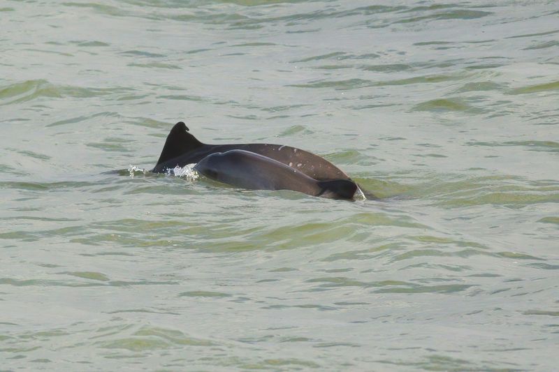 twee Bruinvissen / two Harbour Porpoises