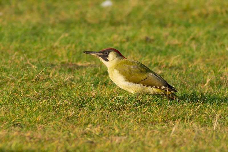 Groene Specht / Green Woodpecker