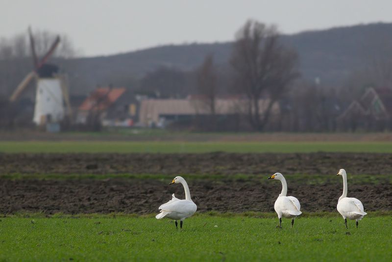 Wilde Zwanen / Whooper Swans