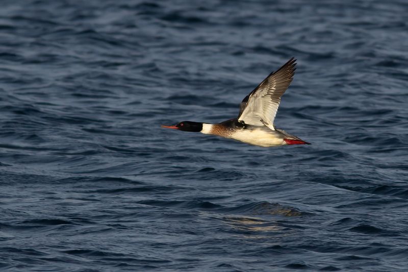 Middelste Zaagbek / Red-breasted Merganser 