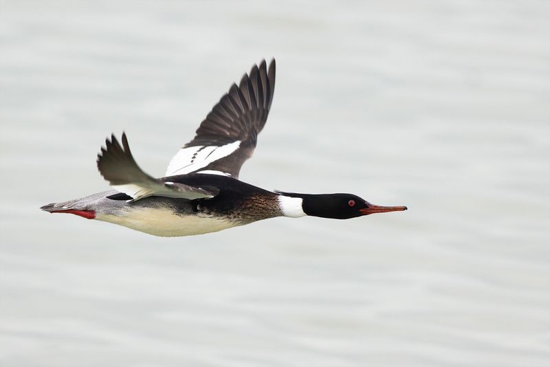 Middelste Zaagbek / Red-breasted Merganser