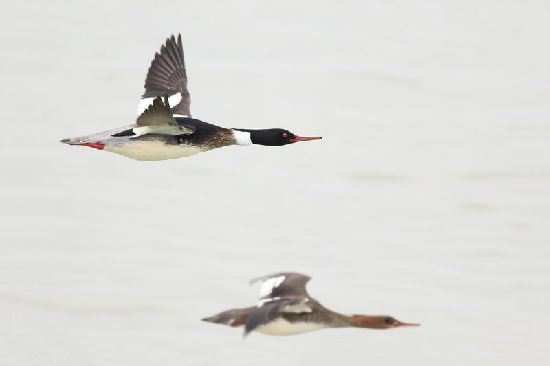 Middelste Zaagbek / Red-breasted Merganser