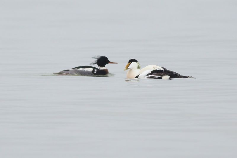Eider en Middelste Zaagbek / Common Eider and Red-breasted Merganser