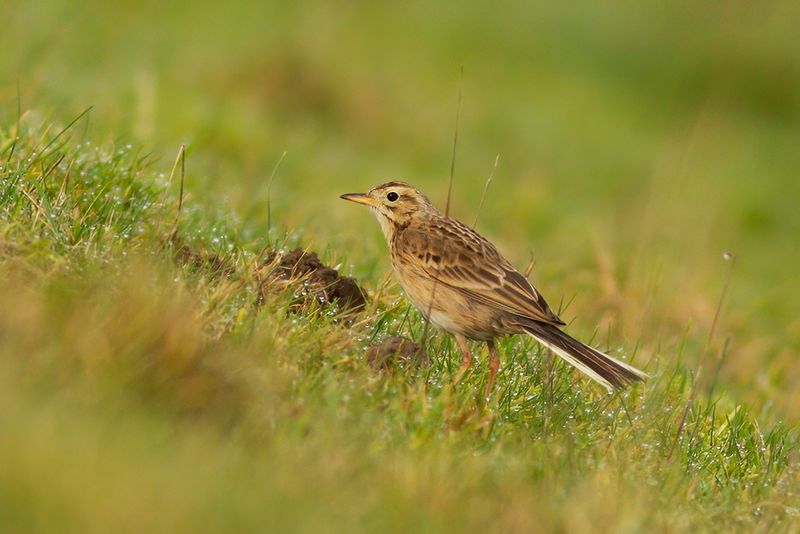 Richard's Pipit / Grote Pieper