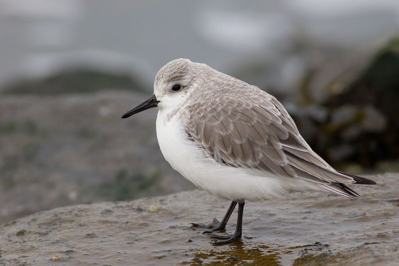 Drieteenstrandloper / Sanderling