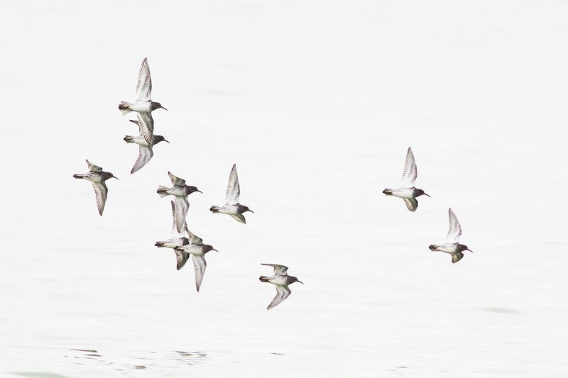 Paarse Strandlopers / Purple Sandpipers