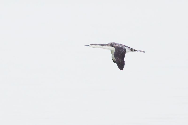 Roodkeelduiker / Red-throated Diver