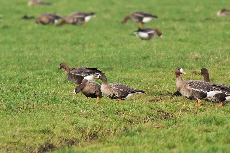 Dwerggans / Lesser White-fronted Goose