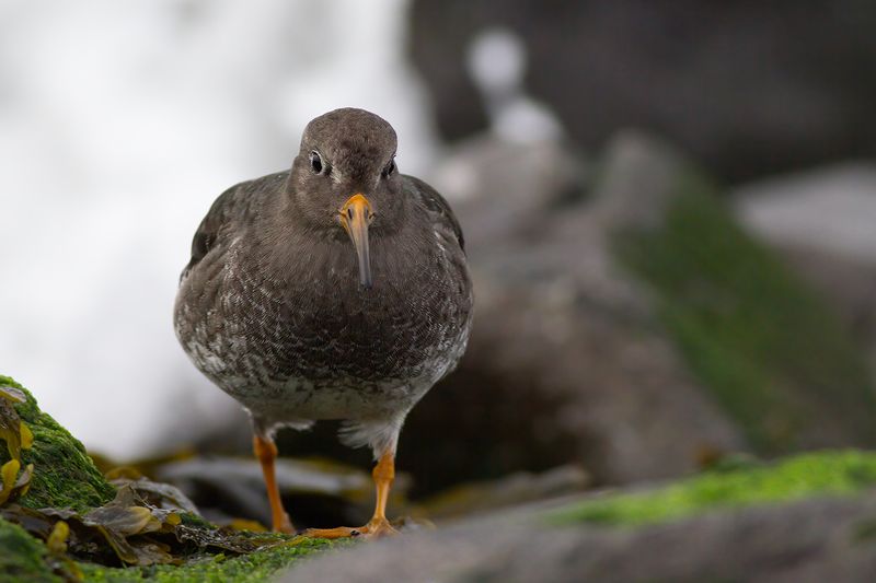 Paarse Strandloper / Purple Sandpiper
