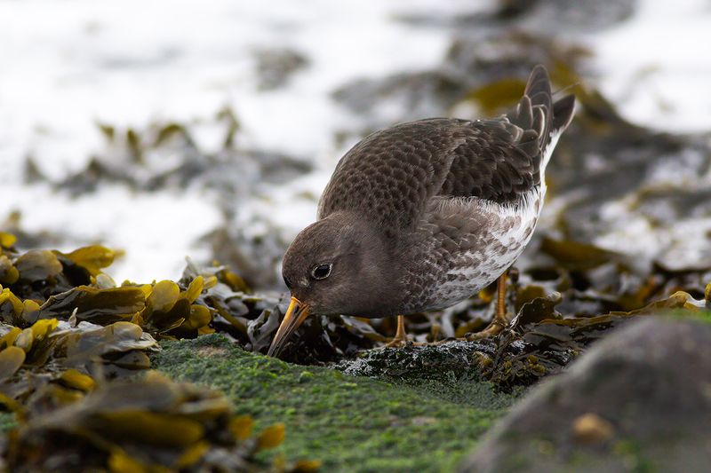 Paarse Strandloper / Purple Sandpiper