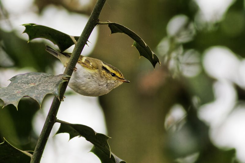 Pallas' Boszanger / Pallas's Warbler