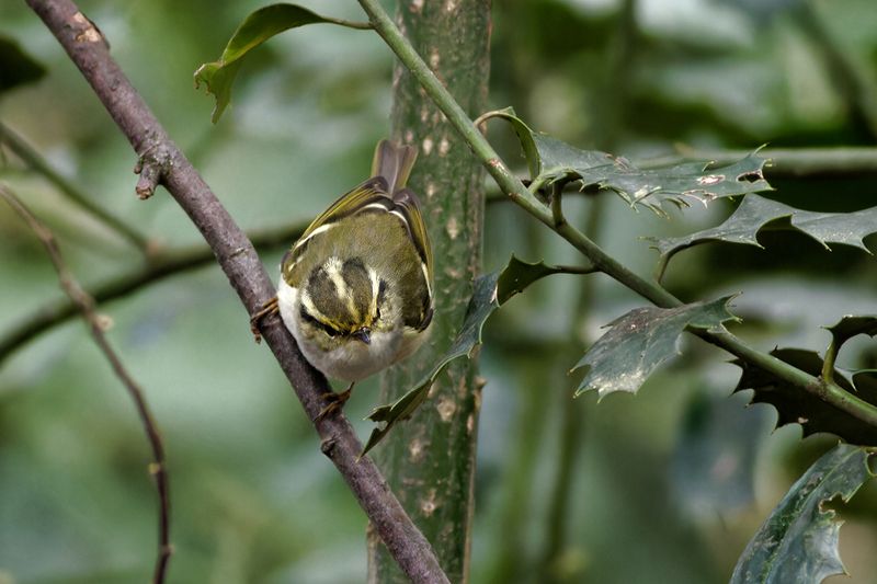 Pallas' Boszanger / Pallas's Warbler
