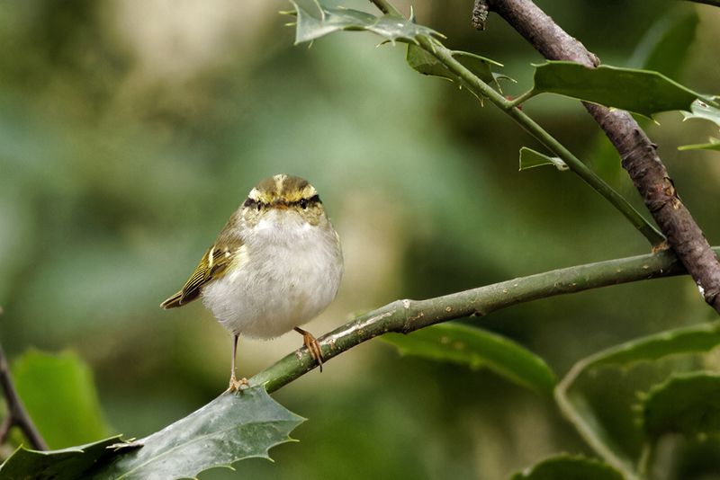 Pallas' Boszanger / Pallas's Warbler