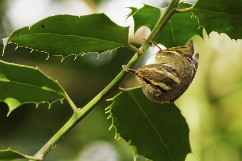 Pallas' Boszanger / Pallas's Warbler