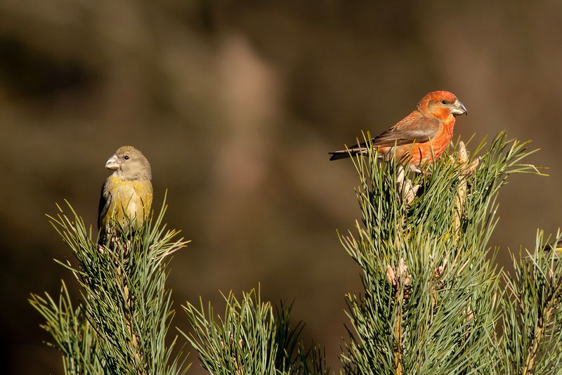 Grote Kruisbekken / Parrot Crossbills
