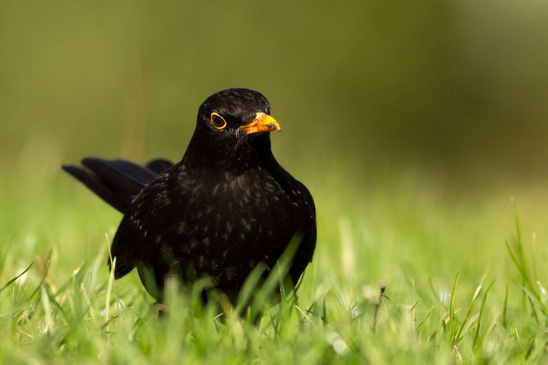 Merel /  Blackbird
