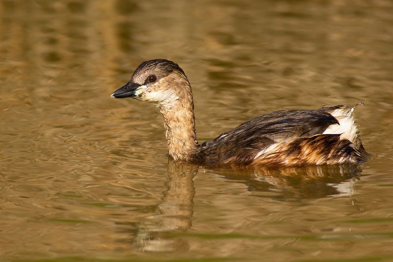 Dodaars / Little Grebe
