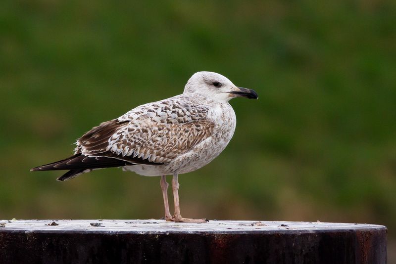 Geelpootmeeuw / Yellow-legged Gull