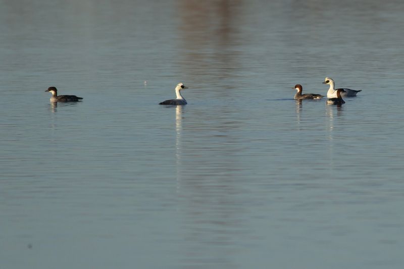 Smews / Nonnetjes