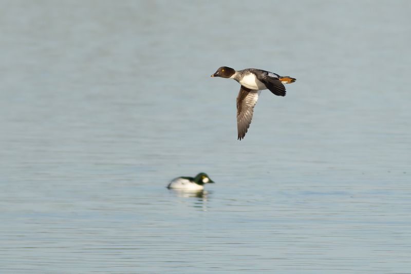 Common Goldeneyes / Brilduikers