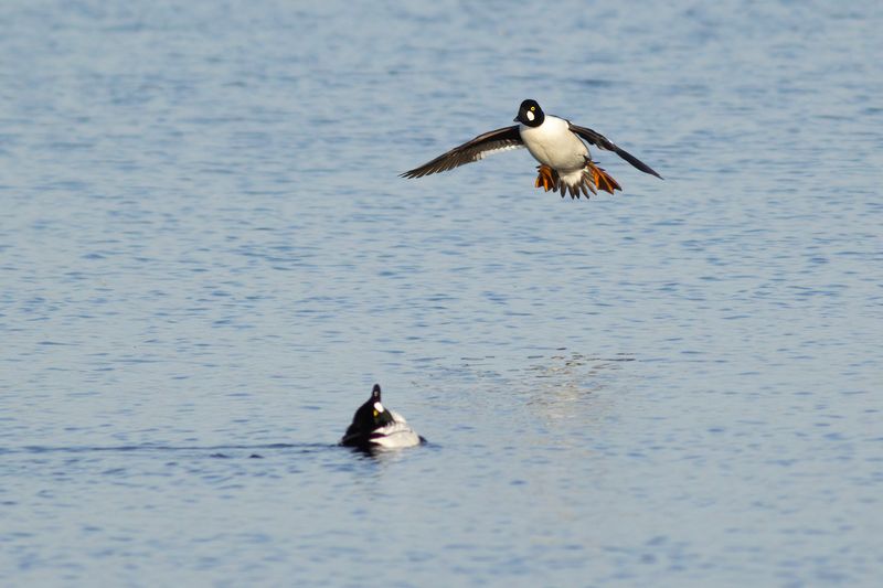 Brilduikers / Common Goldeneyes