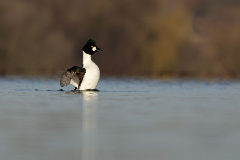 Brilduiker / Common Goldeneye