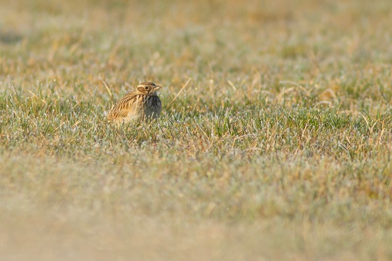 Boomleeuwerik / Wood Lark