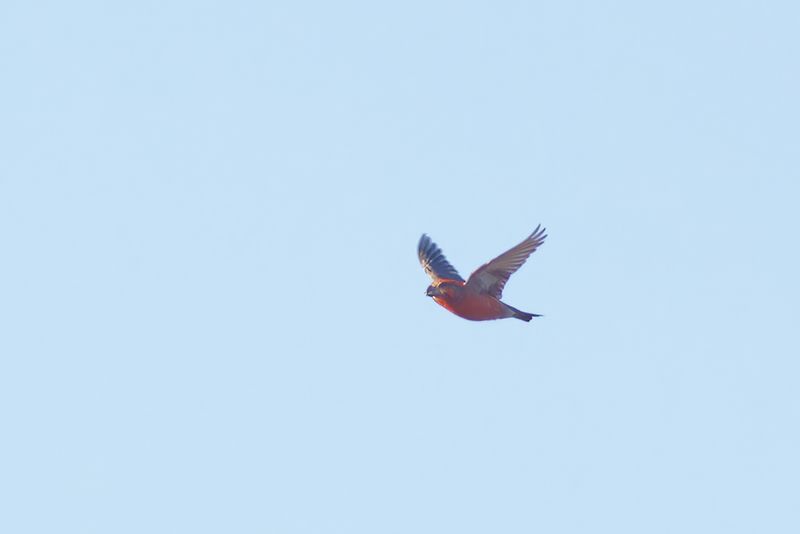 Grote Kruisbek / Parrot Crossbill