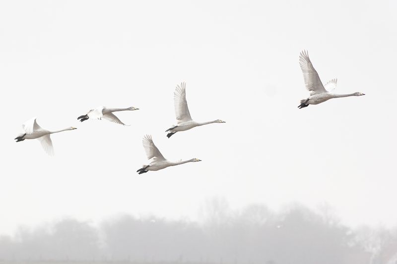 Wilde Zwaan / Whooper Swan