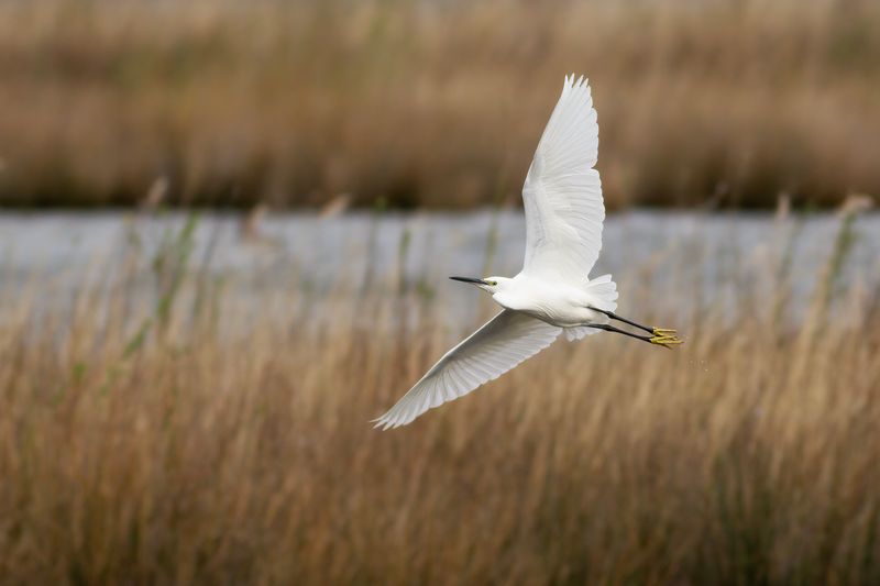 Kleine Zilverreiger / Little Egret