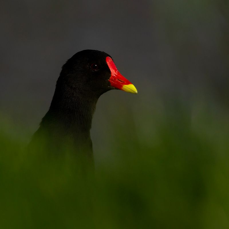 Waterhoen / Common Moorhen
