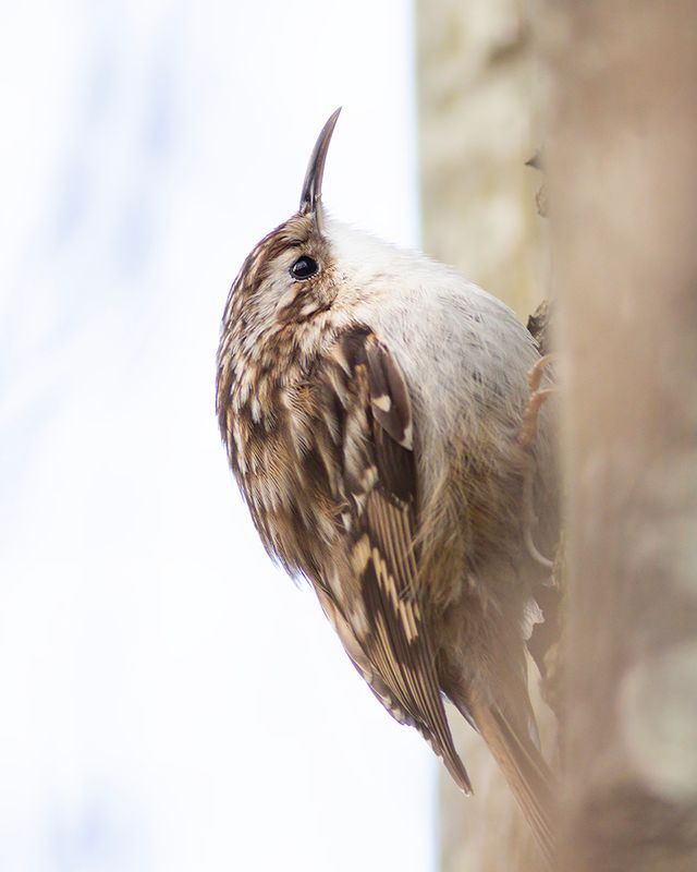Boomkruiper / Short-toed Treecreeper