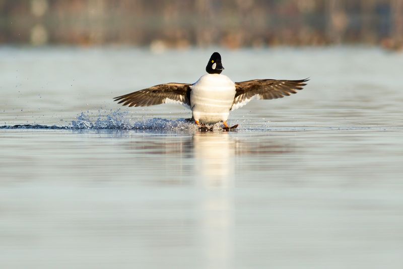 Common Goldeneye / Brilduiker