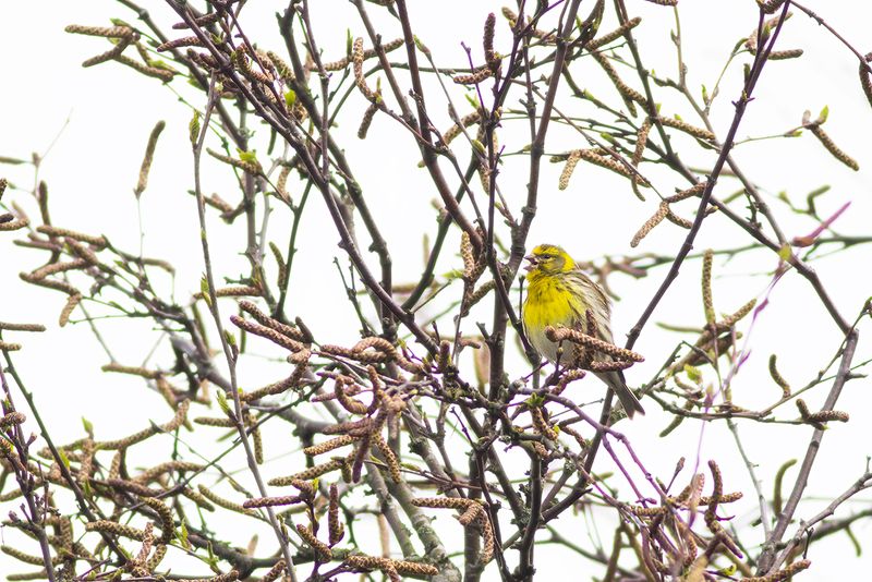 Europese Kanarie / European Serin
