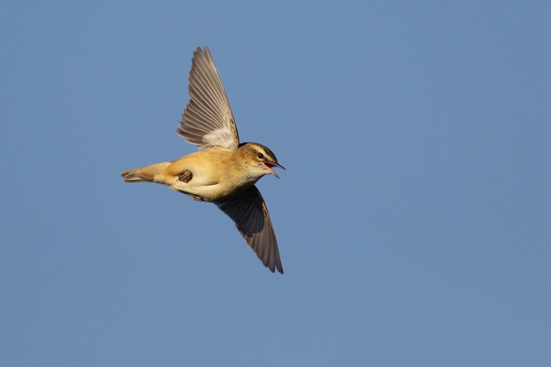 Rietzanger in zangvlucht / Sedge Warbler in song flight